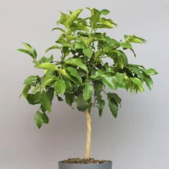 Bergamotte 'Bergamia', Stamm, Topf-Ø 20 Cm, Höhe Ca. 60 Cm -Gartenbedarf Geschäft 0630200007 Citrus limon Stamm T20 Bergamia 3 97293