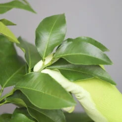 Bergamotte 'Bergamia', Stamm, Topf-Ø 20 Cm, Höhe Ca. 60 Cm -Gartenbedarf Geschäft 0630200007 Citrus limon Stamm T20 Bergamia 5 97291