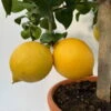 Zitronenbaum, Stamm, Topf-Ø 26 Cm, Höhe Ca. 130 Cm -Gartenbedarf Geschäft 0630200009 Citrus limon Stamm 6 104267