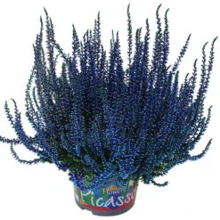 Knospenheide 'Picasso' Gefärbt, Farben Zufällig, Topf-Ø 12 Cm, 6er-Set -Gartenbedarf Geschäft 0650100304 Calluna vulgaris Picasso gefaerbt blau 12cm Topf 44007