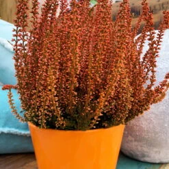 Knospenheide 'Picasso' Gefärbt, Farben Zufällig, Topf-Ø 12 Cm, 6er-Set -Gartenbedarf Geschäft 0650100305 Callunavulgaris T12 orange gefaerbt Picasso 4 70094