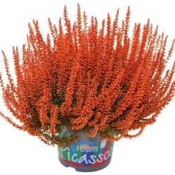 Knospenheide 'Picasso' Gefärbt, Farben Zufällig, Topf-Ø 12 Cm, 6er-Set -Gartenbedarf Geschäft 0650100305 Calluna vulgaris Picasso gefaerbt orange 12cm Topf 44011
