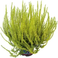 Knospenheide 'Picasso' Gefärbt, Farben Zufällig, Topf-Ø 12 Cm, 6er-Set -Gartenbedarf Geschäft 0650100306 Calluna vulgaris Picasso gefaerbt gelb 12cm Topf 44013