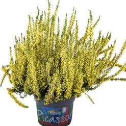 Knospenheide 'Picasso' Gefärbt, Farben Zufällig, Topf-Ø 12 Cm, 6er-Set -Gartenbedarf Geschäft 0650100306 Calluna vulgaris T12 gelb gefaerbt Picasso neu 45077