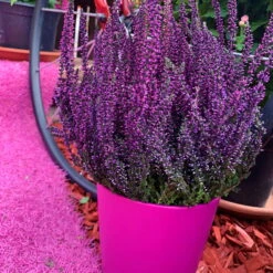 Knospenheide 'Picasso' Gefärbt, Farben Zufällig, Topf-Ø 12 Cm, 6er-Set -Gartenbedarf Geschäft 0650100307 Calluna vulgaris T12 lila gefaerbt Picasso 2 70099