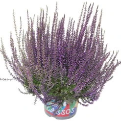 Knospenheide 'Picasso' Gefärbt, Farben Zufällig, Topf-Ø 12 Cm, 6er-Set -Gartenbedarf Geschäft 0650100307 Calluna vulgaris Picasso gefaerbt lila 12cm Topf 44012