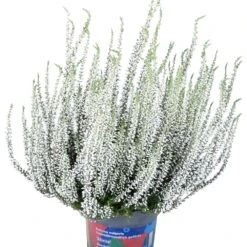 Knospenheide 'Picasso' Gefärbt, Farben Zufällig, Topf-Ø 12 Cm, 6er-Set -Gartenbedarf Geschäft 0650100363 Calluna vulgaris T12 weiss gefaerbt Picasso 45099