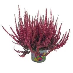 Knospenheide 'Picasso' Gefärbt, Farben Zufällig, Topf-Ø 12 Cm, 6er-Set -Gartenbedarf Geschäft 0650100405 Calluna vulgaris rot gefaerbt Set 6 9 81481