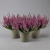 Knospenheide, Lila, Topf-Ø 17 Cm, 3er-Set -Gartenbedarf Geschäft 0650100499 Calluna vulgaris T17 lila Knospenblueher 3erSet 1 126021