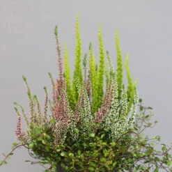 Heidepflanzen Mix, Topf-Ø 10,5 Cm, 6er-Set -Gartenbedarf Geschäft 0651200008 Heide Mix T10 5 H20 1 97304