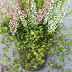 Heidepflanzen Mix, Topf-Ø 10,5 Cm, 6er-Set -Gartenbedarf Geschäft 0651200008 Heide Mix T10 5 H20 6 97305