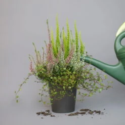 Heidepflanzen Mix, Topf-Ø 10,5 Cm, 6er-Set -Gartenbedarf Geschäft 0651200008 Heide Mix T10 5 H20 8 97303