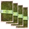 Waldmoos In Der Holzkiste, Ca. 25x13x7 Cm, 4er-Set -Gartenbedarf Geschäft 0661100072 Waldmoos in Platten in Holzkiste klein 1 81770