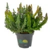 Besenheide SKYLINE® 'Trio', Mischung Zufällig, Topf-Ø 6 Cm, 12er-Set -Gartenbedarf Geschäft 0664400081 Calluna Skyline 12er Set 2 2 116182