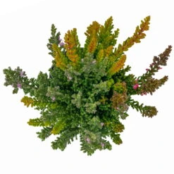 Besenheide SKYLINE® 'Trio', Mischung Zufällig, Topf-Ø 6 Cm, 12er-Set -Gartenbedarf Geschäft 0664400081 Calluna Skyline 12er Set 4 2a 116184