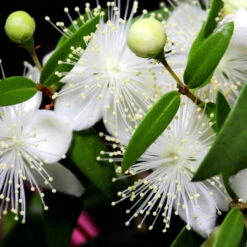 Myrte Weiß, Stamm, Topf-Ø 19 Cm -Gartenbedarf Geschäft 0670200102 0670200103 0670200105 0670200111 Myrtus microphylla T19 Stamm 109764