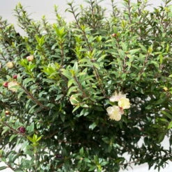 Myrte Weiß, Stamm, Topf-Ø 19 Cm -Gartenbedarf Geschäft 0670200102 Myrtus microphylla T19 4 112226