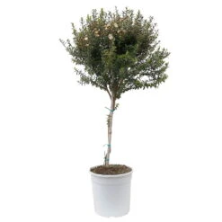 Myrte Weiß, Stamm, Topf-Ø 19 Cm -Gartenbedarf Geschäft 0670200102 Myrtus microphylla T19 6 112225