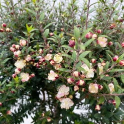 Myrte Weiß, Stamm, Topf-Ø 19 Cm -Gartenbedarf Geschäft 0670200102 Myrtus microphylla T19 8 112227