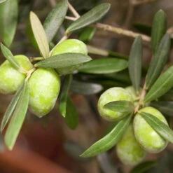 Olivenbaum 'Bonsai', Topf-Ø 35 Cm, Höhe Ca. 100 Cm -Gartenbedarf Geschäft 0680200048 0680200051 0680200054 0680200057 0680200061 0680200075 Koelle Olea europaea Busch1 76776 1