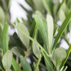 Olivenbaum, Stämmchen, Topf-Ø 24 Cm, Höhe Ca. 140 Cm -Gartenbedarf Geschäft 0680200048 0680200051 0680200054 0680200057 0680200061 0680200075 Koelle Olea europaea Busch 76777