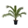 Dattelpalme, Topf-Ø 35 Cm, Höhe Ca. 160 Cm -Gartenbedarf Geschäft 0680300027 Phoenix canariensis T35 5 91060