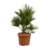 Chamaerops Humilis 'Sicilia', Topf-Ø 26 Cm, Höhe Ca. 100 Cm -Gartenbedarf Geschäft 0680300050 Chamaerops humilis T26 Sicilia H100 120 1 92459
