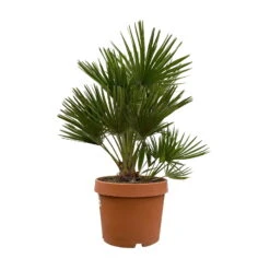 Chamaerops Humilis 'Sicilia', Topf-Ø 26 Cm, Höhe Ca. 100 Cm