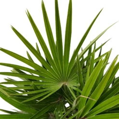 Chamaerops Humilis 'Sicilia', Topf-Ø 24 Cm, Höhe Ca. 60 Cm -Gartenbedarf Geschäft 0680300070 0680300001 Chamaerops humilis Sicilia T24 1545Fich Vulcano H80 78696