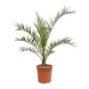 Dattelpalme, Topf-Ø 24 Cm, Höhe Ca. 140 Cm -Gartenbedarf Geschäft 0680300126 Phoenix canariensis T24 3 106018