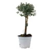 Eukalyptus, Stamm, Topf-Ø 12 Cm -Gartenbedarf Geschäft 0680400032 Eucalyptus gunnii Stamm T12 2 107148