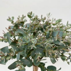 Eukalyptus, Stamm, Topf-Ø 12 Cm -Gartenbedarf Geschäft 0680400032 Eucalyptus gunnii Stamm T12 5 106639