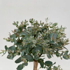 Eukalyptus, Stamm, Topf-Ø 12 Cm -Gartenbedarf Geschäft 0680400032 Eucalyptus gunnii Stamm T12 6 106638