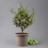 Olivenbaum, Busch, Topf-Ø 24 Cm, Höhe Ca. 80 Cm -Gartenbedarf Geschäft 0681100004 Koelle Olea europaea T24 Busch 1 125584