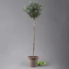 Olivenbaum, Stämmchen, Topf-Ø 24 Cm, Höhe Ca. 140 Cm -Gartenbedarf Geschäft 0681200013 Koelle Olea europaea Stamm Extra T24 3030Collina H140 1 125588