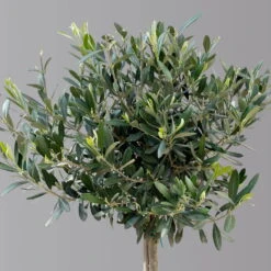 Olivenbaum, Stämmchen, Topf-Ø 24 Cm, Höhe Ca. 140 Cm -Gartenbedarf Geschäft 0681200013 Koelle Olea europaea Stamm Extra T24 3030Collina H140 2 125589