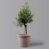 Olivenbaum 'Bonsai', Topf-Ø 35 Cm, Höhe Ca. 100 Cm -Gartenbedarf Geschäft 0681200038 Koelle Olea europaea Schale T35 515Collina Bonsai H100 U14 16 122572