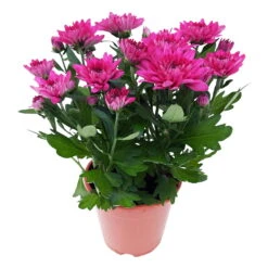Chrysanthemen 'Chrysanne® Grandezza Purple', Lila, Topf-Ø 13 Cm, 6er-Set -Gartenbedarf Geschäft 0690110210 Chrysantheme Grandezza purple image004 81610