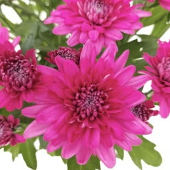 Chrysanthemen 'Chrysanne® Grandezza Purple', Lila, Topf-Ø 13 Cm, 6er-Set -Gartenbedarf Geschäft 0690110210 Chrysantheme Grandezza purple image012 81541