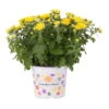 Chrysanthemen, Gelb, Topf-Ø 12 Cm, 6er-Set -Gartenbedarf Geschäft 0690120010 Chrysanthemum multiflora T12 gelb 1 55650