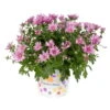 Chrysanthemen, Lila, Topf-Ø 12 Cm, 6er-Set -Gartenbedarf Geschäft 0690120012 Chrysanthemum multiflora T12 lila 56558