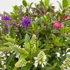 Hebe 'All Blooms®' Trio Rot-weiß-blau, Topf 17 Cm Ø -Gartenbedarf Geschäft 0690190153 Hebe All Blooms Trio T17 3 Farben pro Topf 10 114004