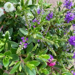 Hebe 'All Blooms®' Trio Rot-weiß-blau, Topf 17 Cm Ø -Gartenbedarf Geschäft 0690190153 Hebe All Blooms Trio T17 3 Farben pro Topf 5 114005