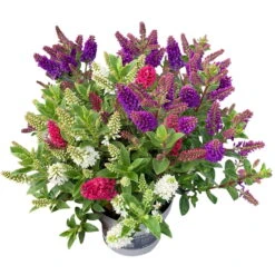 Hebe 'All Blooms®' Trio Rot-weiß-blau, Topf 17 Cm Ø -Gartenbedarf Geschäft 0690190153 Koelle Hebe All Blooms Trio 3 Farben pro Topf 1 112869