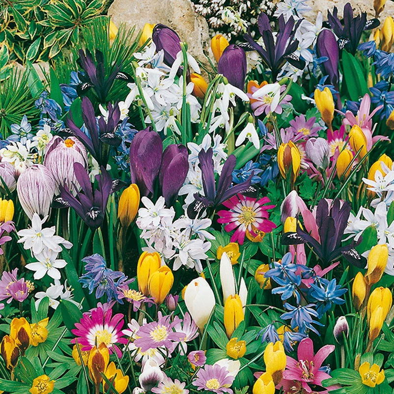 Verwilderungs-Kollektion 60 Blumenzwiebeln 4 Verwilderungs-Kollektion 60 Blumenzwiebeln – Bild 2