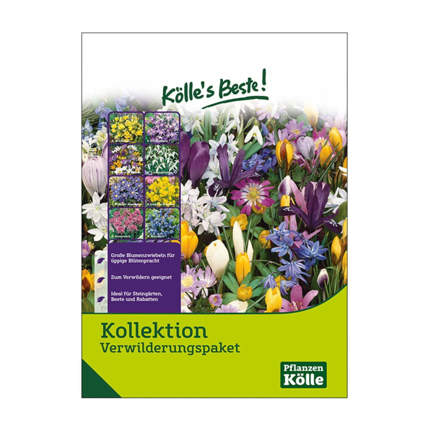 Verwilderungs-Kollektion 60 Blumenzwiebeln 3 Verwilderungs-Kollektion 60 Blumenzwiebeln