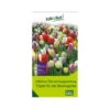 Überraschungsmischung Bauerngarten 75 Blumenzwiebeln 1 Überraschungsmischung Bauerngarten 75 Blumenzwiebeln -Gartenbedarf Geschäft 0720800123 kb ueberraschungsmischung bauerngarten 114240