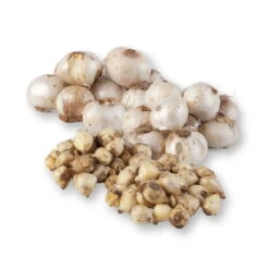 Zierlauchpaket 70 Alliumzwiebeln -Gartenbedarf Geschäft 0720800124 koelles beste allium kollektion zierlauch verschiedene sorten 70stueck gesamt 2673