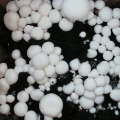 Bio Fertig-Pilzzuchtset Champignon -Gartenbedarf Geschäft 0740400018 BIO Fertig Pilzzuchtset Champignon 2 32242