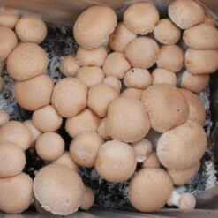 Bio Fertig-Pilzzuchtset Steinchampignon, Klein 7 Bio Fertig-Pilzzuchtset Steinchampignon, Klein -Gartenbedarf Geschäft 0740400023 BIO Fertig Pilzzuchtset Steinchampignon klein 2 32250